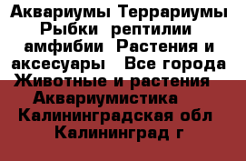 Аквариумы.Террариумы.Рыбки, рептилии, амфибии. Растения и аксесуары - Все города Животные и растения » Аквариумистика   . Калининградская обл.,Калининград г.